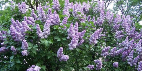 Cijepljenje jorgovana u proljeće, ljeto, jesen: vrijeme, metode, video